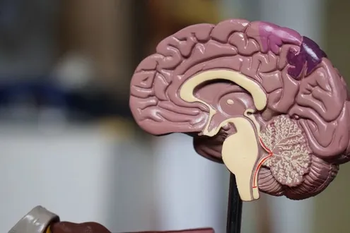 Cross section of a plastic brain explaining what wet brain is, its causes, symptoms and how it can be treated
