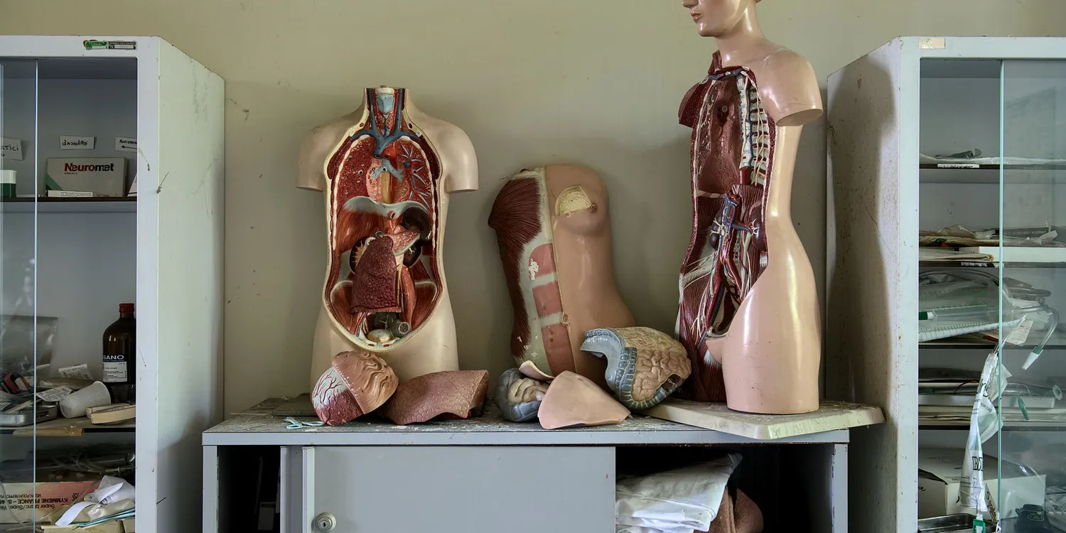 Anatomical human torso models with removable organs displayed on a cabinet in a medical classroom, with dissection cabinets on either side