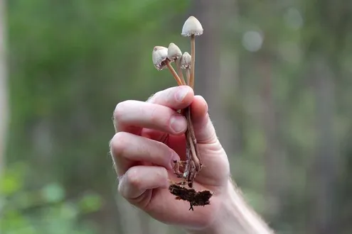 A mans hand holds newly picked wild nootropic or magic mushrooms up with dirt hanging from them