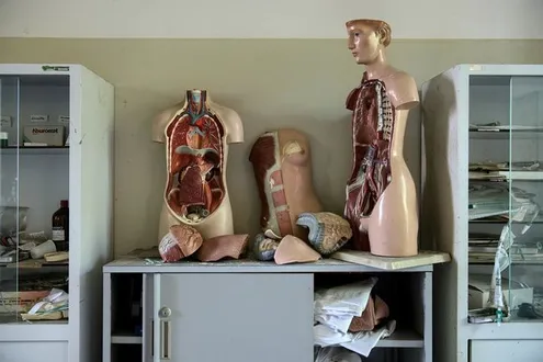 Anatomical human torso models with removable organs displayed on a cabinet in a medical classroom, with dissection cabinets on either side