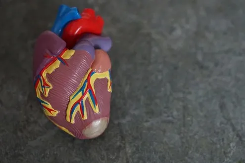 A plastic heart with aortic valves lies on a table symbolising heart health and cocaine addiction